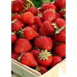 Саджанець Agro-Market Полуниця Флорін (Florin) 5шт (ремонтантний сорт) (44702) - мініатюра 3