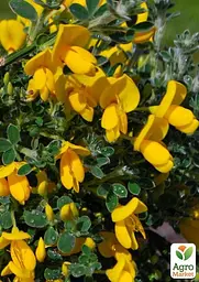 Саджанець Agro-Market Рокитник Cytisus Scoparius Vanessa (49181) - мініатюра 6