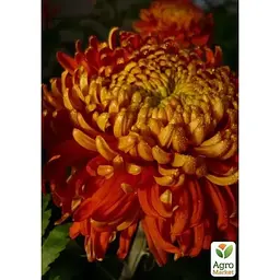 Саджанець Agro-Market Хризантема великоквіткова Festival (176429) 1 шт. в упаковці - мініатюра 2