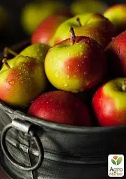 Саджанець Agro-Market Яблуня Джулія (літній сорт, ранній термін дозрівання) 1 шт. в упаковці (39834) - мініатюра 3