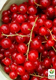 Саджанець Agro-Market Порічка (смородина) червона Джуніфер ранній термін дозрівання, високоврожайний сорт) 1 шт. в пакуванні (178535) - мініатюра 2