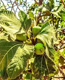 Саджанець Agro-Market Інжир жовто-зелений Тріумфальний (Triumphal) (преміальний високоврожайний сорт) (45964) 1 шт. в упаковці - мініатюра 2