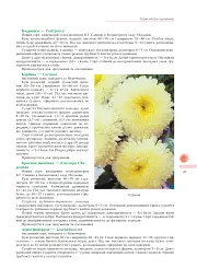 Айстри. Біологічні особливості. Вирощування. Використання. Сорти - мініатюра 4