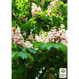 Саджанець Agro-Market Каштан зелений Кінський (найпопулярніший різновид) (44862) - мініатюра 4