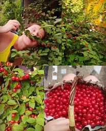 Саджанець Agro-Market Вишня повстиста 1 шт. в упаковці (38427) - мініатюра 5