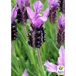 Саджанець Agro-Market Лаванда французька широколиста Dark Royalty (52440) 1 шт. в упаковці - мініатюра 3
