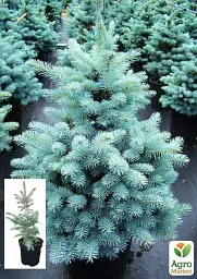 Саджанець Agro-Market Ялина Блакитна Super Blue (жива ялинка в горщику, висота 60-80 см) 1 шт. в упаковці (72064) - мініатюра 2