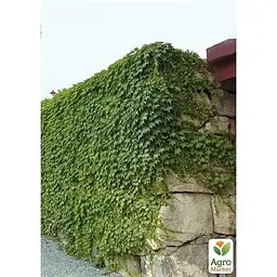 Саджанець Agro-Market Плющ звичайний 2-х річний Chicago С2 висота 25-50 см (153740) 1 шт. в упаковці - мініатюра 2