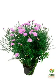 Саджанець Agro-Market Астра ново-бельгійська Fun Pink Dark (С1,5 висота 20-30см) (105530) - мініатюра 2