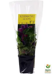Саджанець Agro-Market Клематис Dr Ruppel (повторноквітучий сорт) (15856) - мініатюра 2