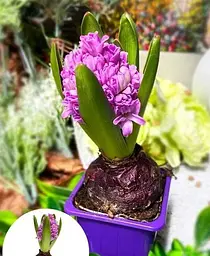 Цибулина Agro-Market Гіацинт Splendid Cornelia 1 шт. в упаковці (50650) - мініатюра 3