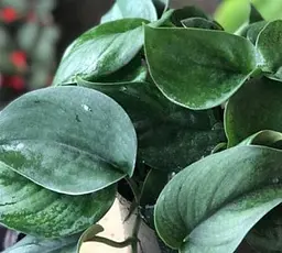 Саджанець Agro-Market Епіпремнум нефритовий Jade (Epipremnum Jade) (181994) 1 шт. в упаковці - мініатюра 2