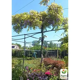 Саджанець Agro-Market Гліцинія китайська Blue Sapphire ком/сітка висота 150 см (179897) 1 шт. в упаковці - мініатюра 3