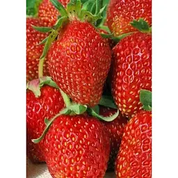 Саджанець Agro-Market Полуниця Шарлота 5шт (ремонтантний сорт) (44707) - мініатюра 4
