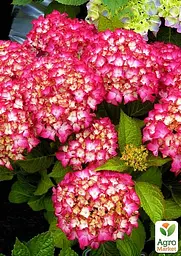 Саджанець Agro-Market LMTD Гортензія великолистна квітуча 3-річна Selma (30-40см) (168004) - мініатюра 4