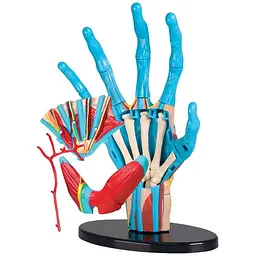 Набір для досліджень Edu-Toys Модель руки збірна 16.5 см (SK058) - мініатюра 2