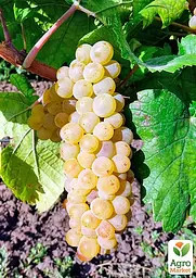Саджанець Agro-Market Виноград Шардоне (винний сорт, ранній термін дозрівання) 1 шт. в пакуванні (178538) - мініатюра 2