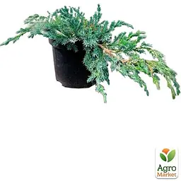 Саджанець Agro-Market Ялівець лускатий Blue Carpet С2, діаметр 20-30см (71818) - мініатюра 2