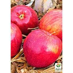 Саджанець Agro-Market Яблуня Камео укорінена в контейнері (саджанець 2 роки) (180488) - мініатюра 2
