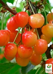 Саджанець Agro-Market Черешня рожева Легенда Млієва (великоплідний сорт, пізній термін дозрівання) 1 шт. в упаковці (177325) - мініатюра 2