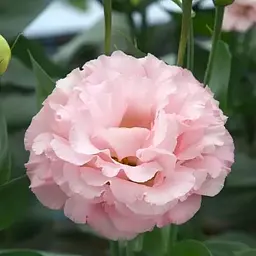 Еустома махрова Corelli Peach укорінена в контейнері Р9 (190785) 1 саженец