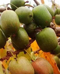 Саджанець Agro-Market Актинідія Римма (міні-ківі, морозостійкий сорт, пізній термін дозрівання) (24594) 1 шт. в упаковці - мініатюра 3