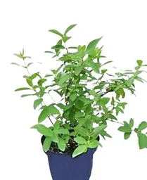 Саджанець Agro-Market Жимолість Спокуса (середній термін дозрівання, великоплідний сорт) 2-річна С2 1 саджанець (176946) - мініатюра 2