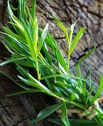 Саджанець Agro-Market Тархун - естрагон (Artemisia dracunculus) (49830) 1 шт в упаковці - мініатюра 2