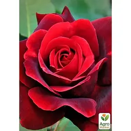 Троянда чайно-гібридна Agro-Market Баркароль саджанець класу АА+ вищий сорт 1 шт. в упаковці (178168) - мініатюра 2