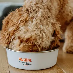Миска для котів та собак Nobby Pawsitive Vibes нержавіюча сталь сіра Ø 20 см 1800 мл 73872 - мініатюра 3