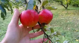 Саджанець Agro-Market Яблуня Джонатан (зимовий сорт, пізній термін дозрівання) 1 шт. в упаковці (25650) - мініатюра 5
