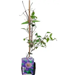 Клематис Agro-Market Multi Blue 3-х річний висота 60-80 см з Нідерландів 1 саджанець в упаковці (184887) - мініатюра 2