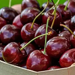 Саджанець Agro-Market Вишня Молодіжна (літній сорт, середній термін дозрівання) (25623) 1 шт. в упаковці - мініатюра 2