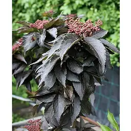 Бузина чорна Black Tower (Sambucus nigra Black Tower) вазон С2 (185106) 1 саженец Нідерланди