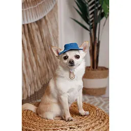 Панама Pet Fashion Stars для собак S - мініатюра 6
