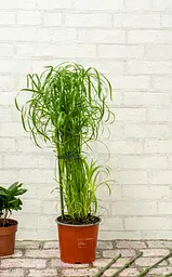 Опора для рослин Kinzo Garden 6 шт - мініатюра 4