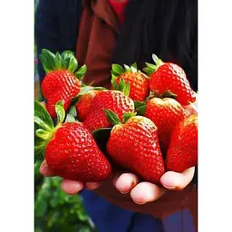 Саджанець Agro-Market Полуниця Альба (Alba) 5шт (ранній термін дозрівання, високопродуктивний сорт) (25717) - мініатюра 4