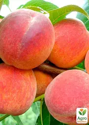 Саджанець Agro-Market Персик Флемінг Ф'юрі 1 шт. в упаковці (25784) - мініатюра 2