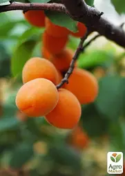 Саджанець Agro-Market Абрикос Голд Рич (літній сорт, середній термін дозрівання) 1 шт. в упаковці (25774) - мініатюра 4
