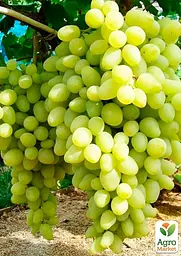 Саджанець Agro-Market Виноград Довгоочікуваний (кишмиш, дуже ранній термін дозрівання, стабільно високий рівень врожайності) 1 шт. в пакуванні (17700) - мініатюра 2