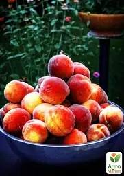 Саджанець Agro-Market Персик Сан Хрест (літній срот, середній термін дозрівання) 1 шт. в упаковці (25763) - мініатюра 3