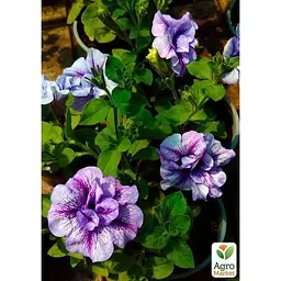 Саджанець Agro-Market Сурфінія Double Cascade Lavender (контейнер № 10, висота 10-15 см) (48008) 1 шт. - мініатюра 2