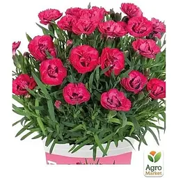 Саджанець Agro-Market Гвоздика Махрова Early Love (контейнер № 10 висота 10 см) (51087) 1 шт. в упаковці - мініатюра 2