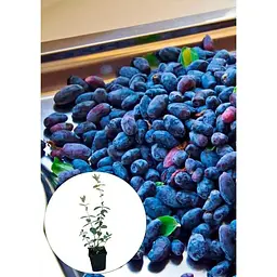 Саджанець Agro-Market Жимолость Карина (ранній термін дозрівання, сорт має відмінну транспортабельність) 1 шт. в упаковці (19930) - мініатюра 4