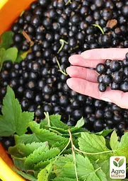 Саджанець Agro-Market Смородина чорна Гоферт (Gofert) ранній термін дозрівання, високоврожайний сорт) 1 шт. в пакуванні (44817) - мініатюра 3