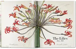Redoute. The Book of Flowers - мініатюра 3