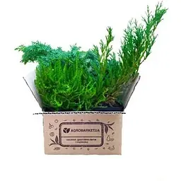 Саджанець Agro-Market Ялівець звичайний Хіберніка (Hibernica) горщик P9 (25861) 1 шт. в упаковці - мініатюра 3