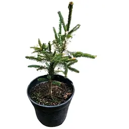 Саджанець Agro-Market Ялина 3-х річна карликова Rydal висота 15-20 см 1 шт. в упаковці (175125) - мініатюра 4