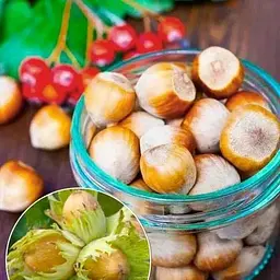 Саджанець Agro-Market Фундук Каталонський (перехресне запилення, садити по 2 шт) (43006) 1 шт. в упаковці - мініатюра 2
