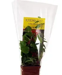 Клематис Agro-Market Little Mermaid 1 саджанець в упаковці (43949) - мініатюра 4